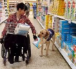 Decide what kind of training you give to the dog